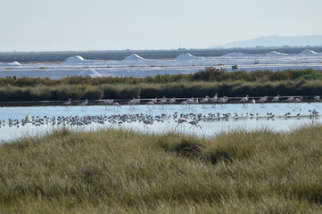 paisajes de marismas y aves en las salinas 