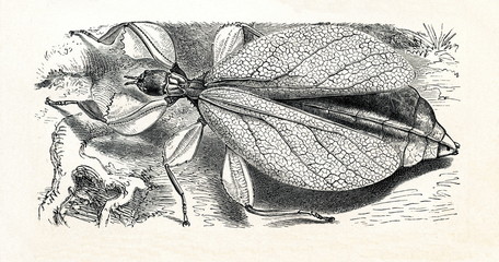  Linnaeus' Leaf Bug (Phyllium siccifolium) (from Meyers Lexikon, 1895, 7/374/375)