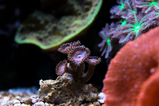 Pink Rays Colony Polyp, (Zoanthus sp.)
