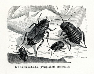Oriental cockroach (Blatta orientalis) (from Meyers Lexikon, 1895, 7/374/375) - obrazy, fototapety, plakaty