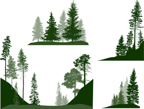 set of four green pines and firs trees compositions