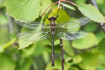 Cordulia aenea (Linnaeus, 1758) - male
