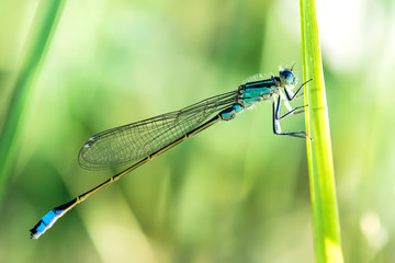 Ischnura elegans (Vander Linden, 1820) - male