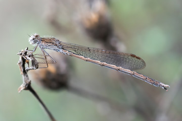 Sympecma paedisca (Brauer, 1882) - male