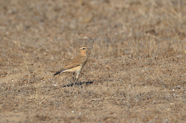 paisajes de marismas y aves en las salinas 