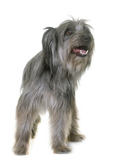 pyrenean shepherd in studio