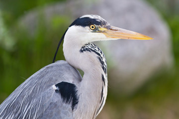 Great Blue Heron ( Ardea herodias )