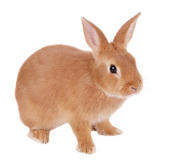 Obraz premium Rabbit