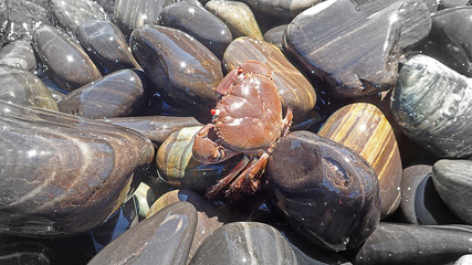 crab on black stone