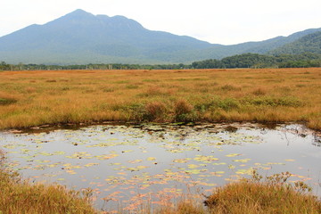 尾瀬の池塘
