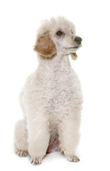 white poodle in studio