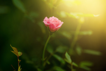 Beautiful pink rose flower in a garden