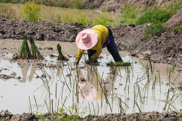 agriculturist transplant  papyrus