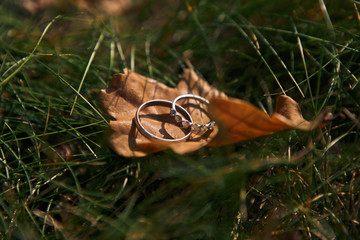 Silver wedding rings lie on the fallen autumn leaf