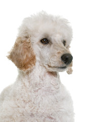 white poodle in studio