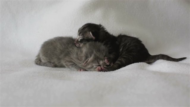 Two small newborn kittens are embracing lying on the bed.