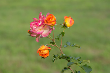 blooming rose close up