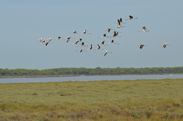 paisajes de marismas y aves en las salinas 