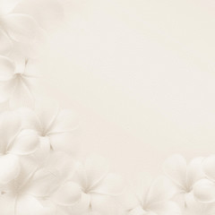 frangipani (plumeria), white flowers on white background

