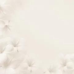 Photo sur Plexiglas Frangipanier frangipani (plumeria), white flowers on white background    