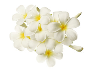 Fototapeta na wymiar frangipani (plumeria) and sweet flowers in soft color and blur style for background