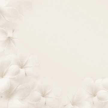 Fototapeta frangipani (plumeria), white flowers on white background    