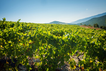 Beautiful vineyard in summer