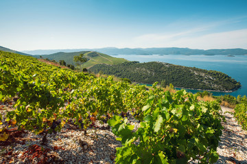 Fototapeta na wymiar View of vineyards in seaside hills