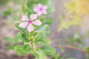 purple flowers in the garden