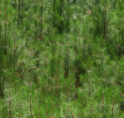 Many twigs of black pine coppice as nature background.