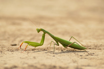 paisajes de marismas y aves en las salinas 