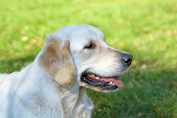golden Retriever Close-up in the park