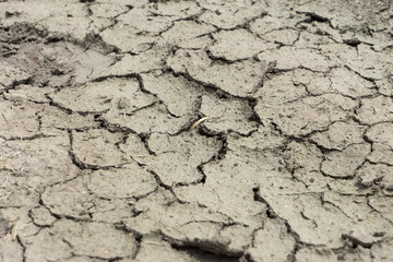 parched earth / parched earth in a field