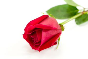 Red Rose