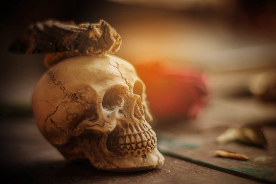 Skull on wooden floor.