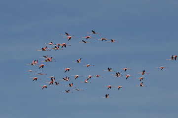 paisajes de marismas y aves en las salinas 