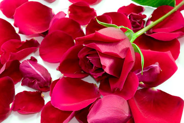 Red Rose