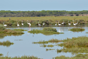 paisajes de marismas y aves en las salinas  