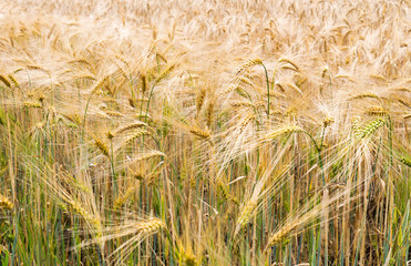 Cereal field / cereal field with many plants