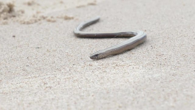 The Anguis fragilis or slow worm snake like limbless lizard on sandy beach