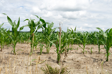 Fototapeta na wymiar Corn field / Corn field with many plants