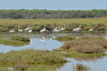 paisajes de marismas y aves en las salinas 