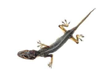 Dead lizard isolated on white