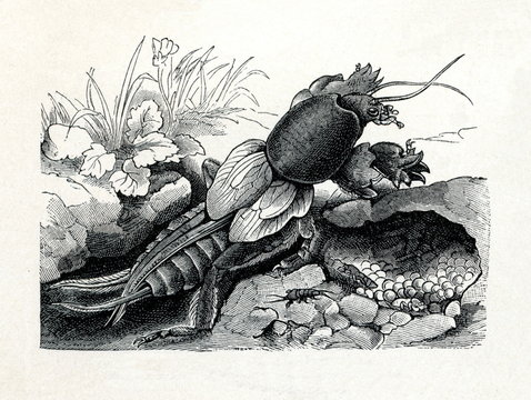 European mole cricket (Gryllotalpa gryllotalpa) (from Meyers Lexikon, 1895, 7/374/375) 