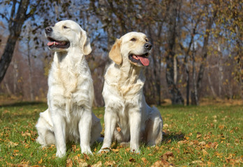 golden Retriever Close-up in the park