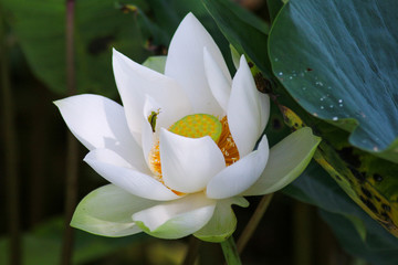 Lotus © Chawalit