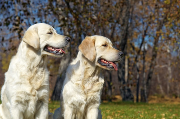 golden Retriever Close-up in the park