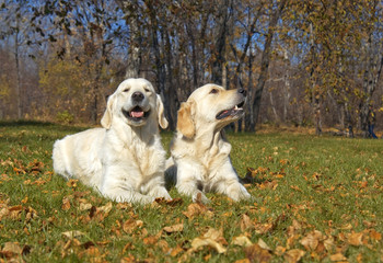 golden Retriever Close-up in the park