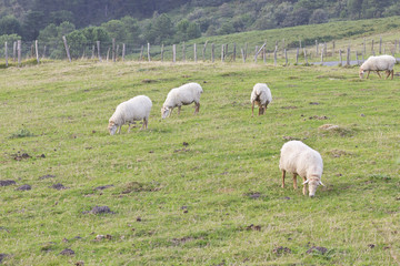 Obraz premium Small flock eating grass in countryside field.
