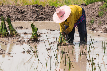 Naklejka premium agriculturist transplant papyrus